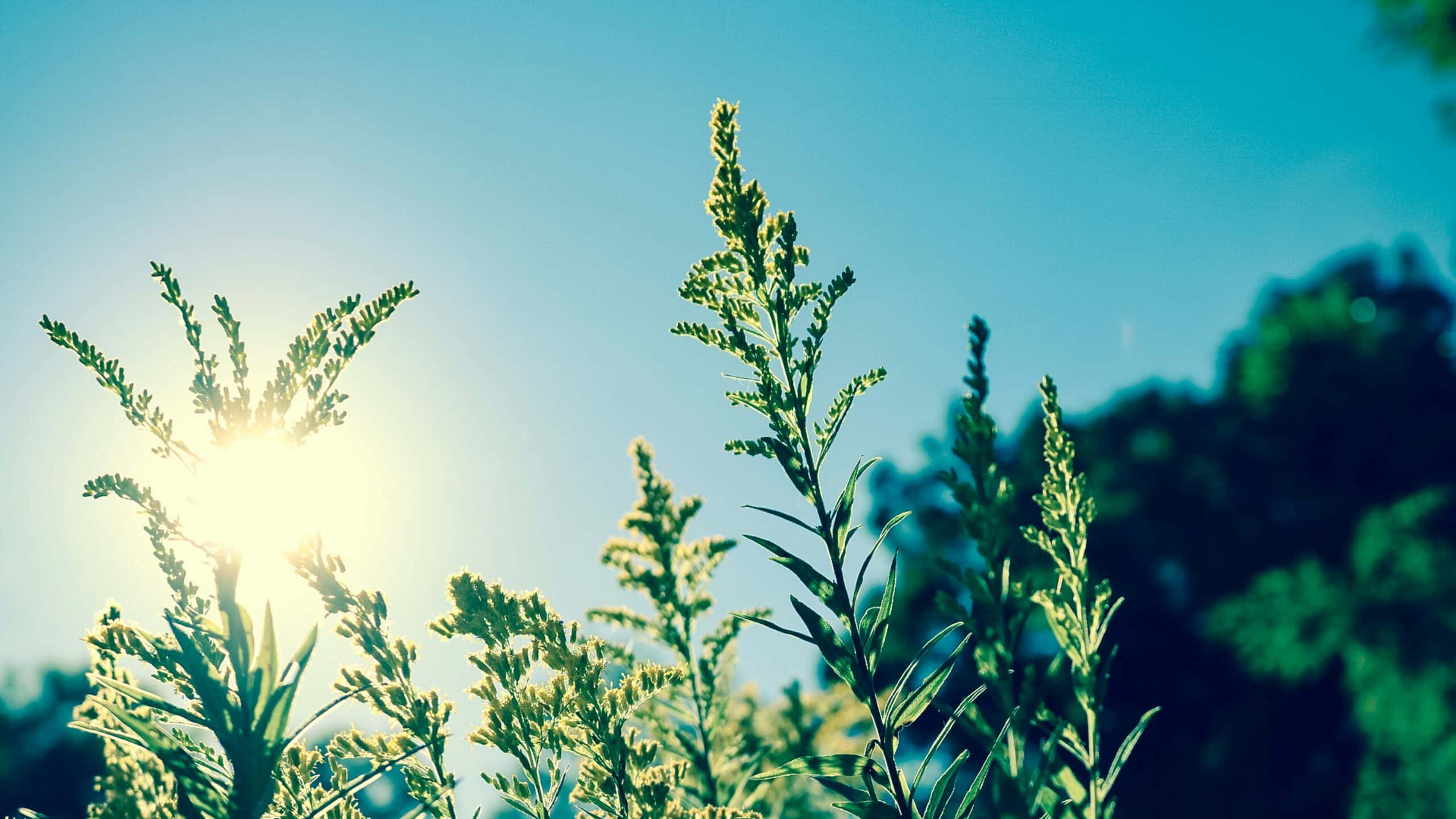 plantes au soleil